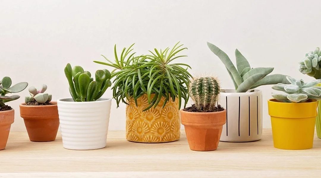 A guide for choosing the wholesale ceramic pots